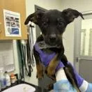 A baby medium-sized male Black Terrier dog named Bentley for adoption in Clearwater, FL