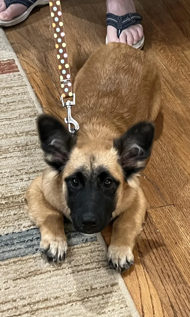 A baby small-sized male Golden Corgi dog named Hamlet for adoption in Bellaire, TX