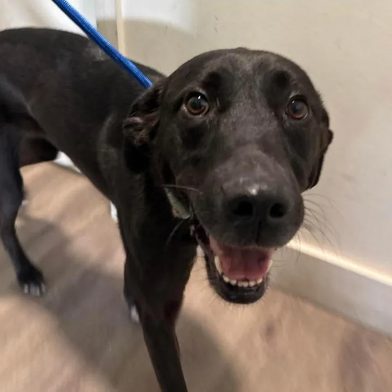 An adult medium-sized female Black Labrador Retriever dog named Moana for adoption in Tampa, FL