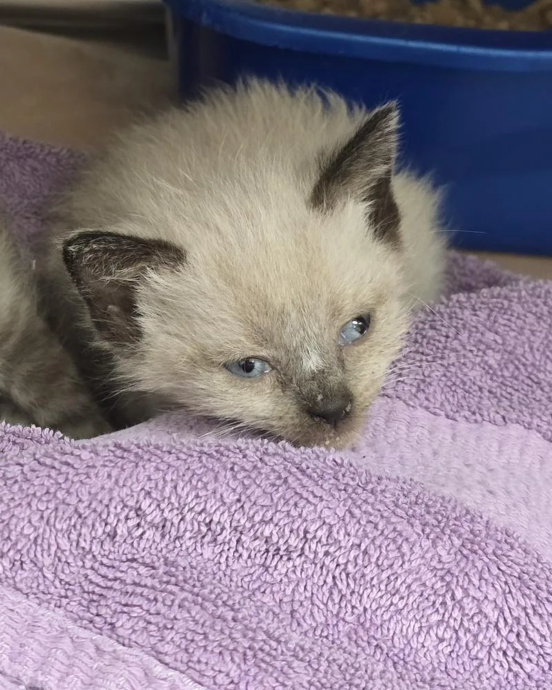 A baby small-sized female Cream / Ivory Siamese cat named Blanket for adoption in Evansville, IN