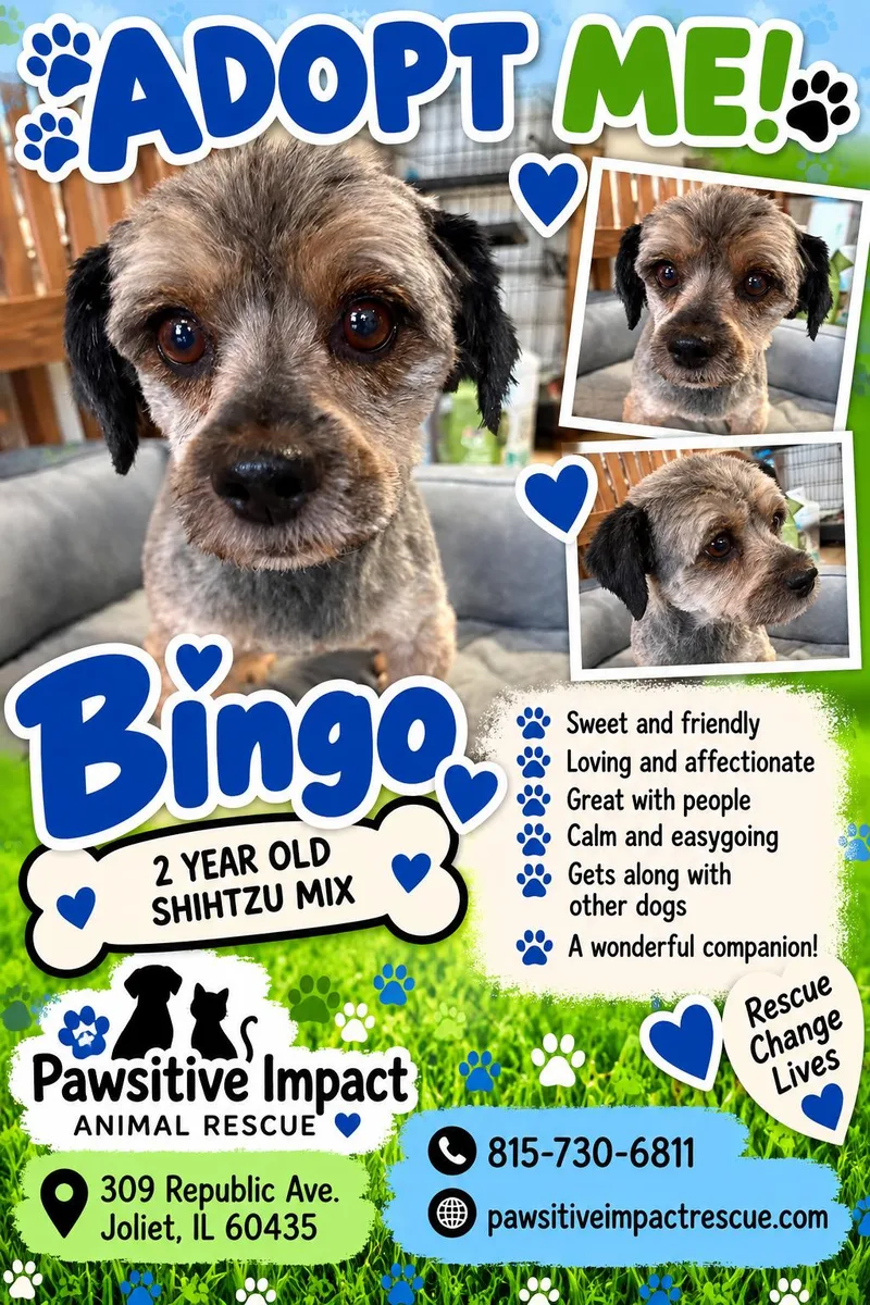 An adult small-sized male Shih Tzu dog named Bingo for adoption in Joliet, IL