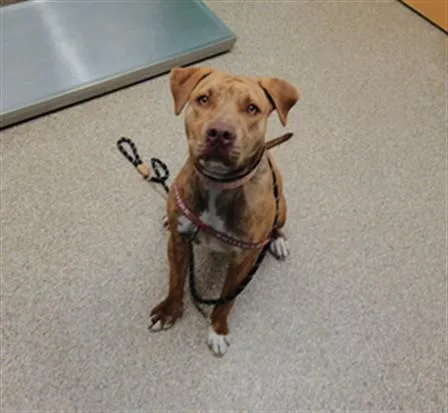 A young medium-sized female Pit Bull Terrier dog named Carmela for adoption in Albuquerque, NM