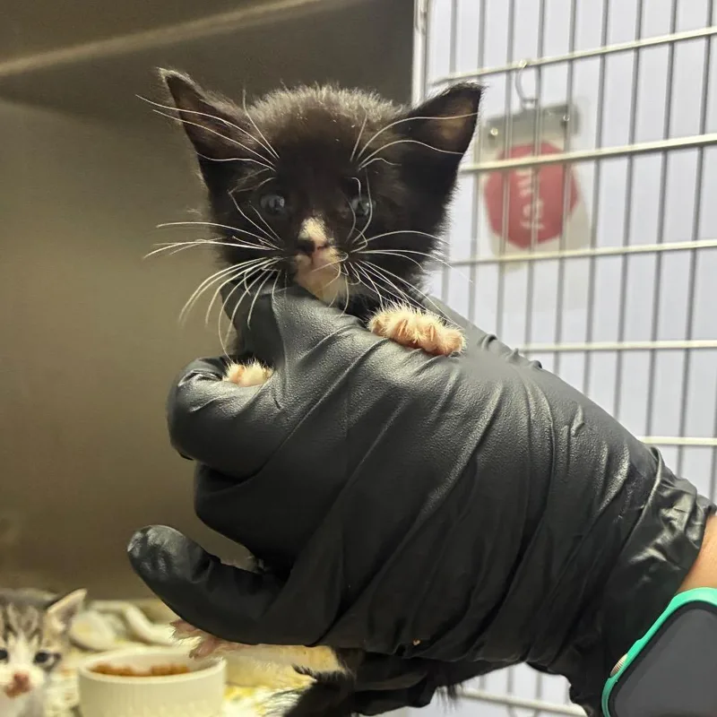 A baby small-sized female Domestic Short Hair cat named Ramona for adoption in Portage, MI