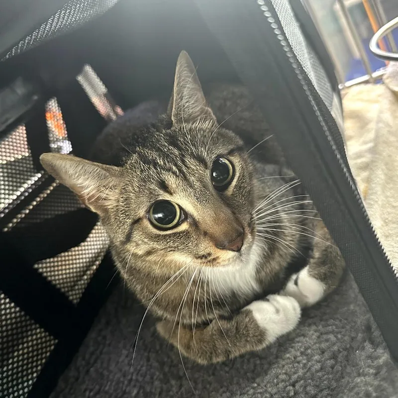 A young medium-sized male Brown / Chocolate Domestic Short Hair cat named Happy Feet for adoption in Austin, TX