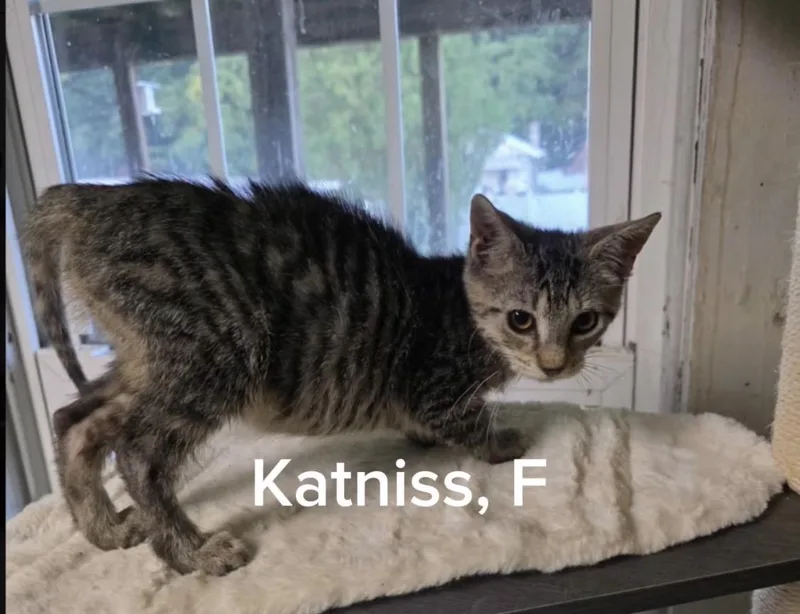 A baby small-sized female Tabby cat named Katniss for adoption in Shrewsbury, MA