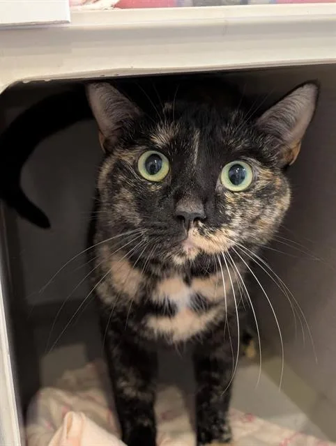 An adult small-sized female Domestic Short Hair cat named Maxine for adoption in Canfield, OH