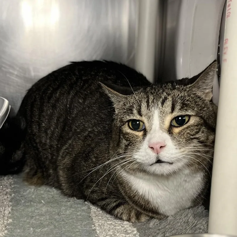 A senior large-sized female White Domestic Short Hair cat named Maggie Cat for adoption in Palm Springs, CA