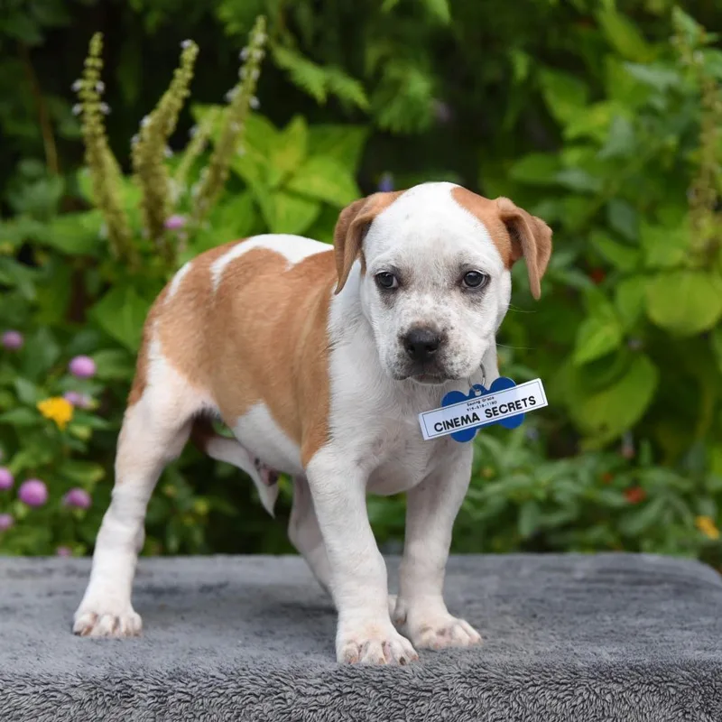 A baby small-sized male Pit Bull Terrier dog named Cinema Secrets for adoption in Wake Forest, NC