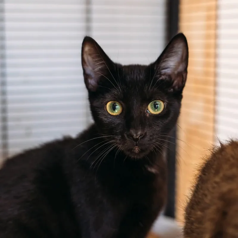 A young small-sized female Domestic Medium Hair cat named Starry for adoption in Washington, DC