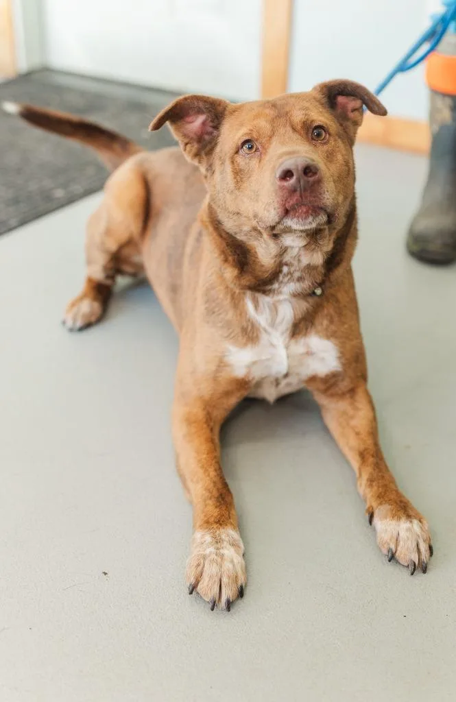 An adult medium-sized male Mixed Breed dog named Nash for adoption in Lawrenceburg, TN