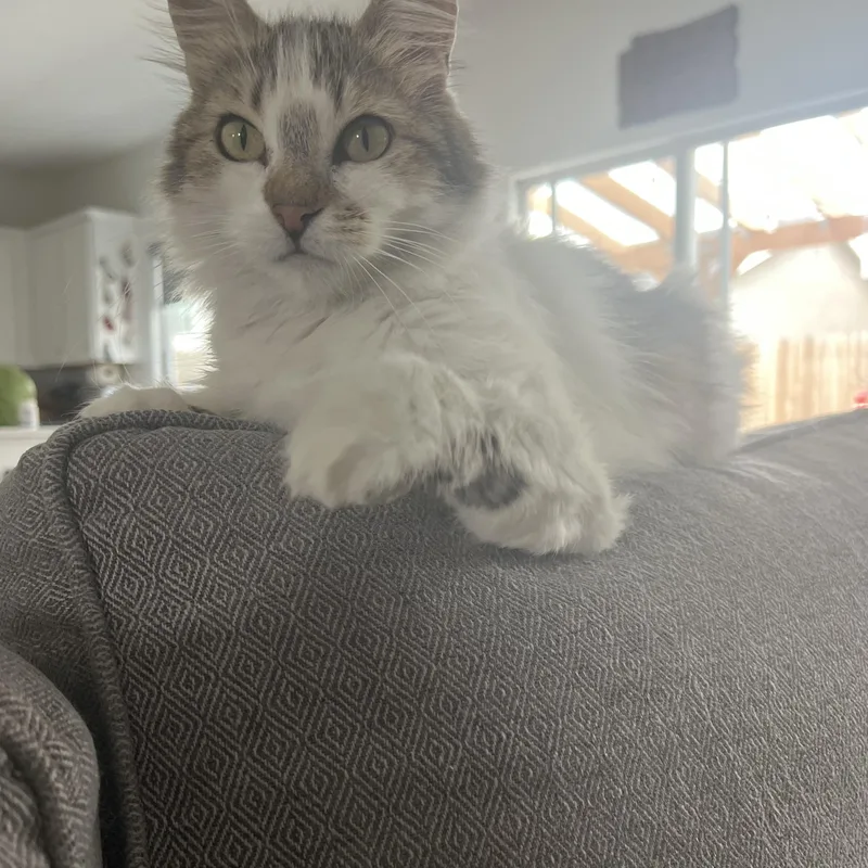 An adult medium-sized female Tabby (Brown / Chocolate) Domestic Long Hair cat named Granda for adoption in Fresno, CA