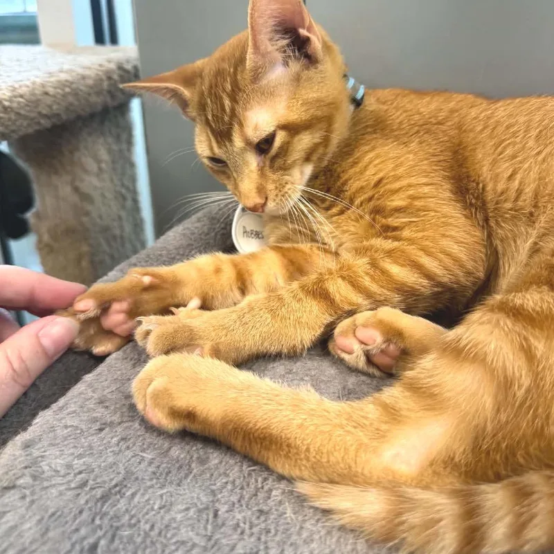 A baby small-sized male Domestic Short Hair cat named Hobbes for adoption in Huntsville, AL