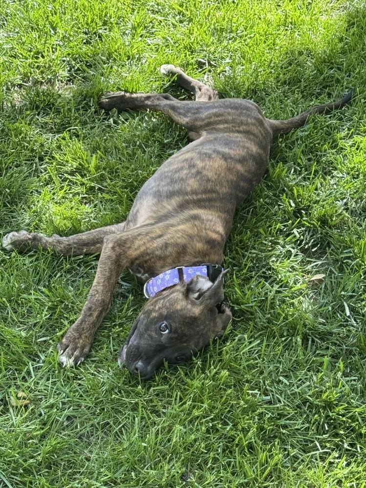 A baby large-sized female Brindle Mixed Breed dog named Maven for adoption in Lansing, MI