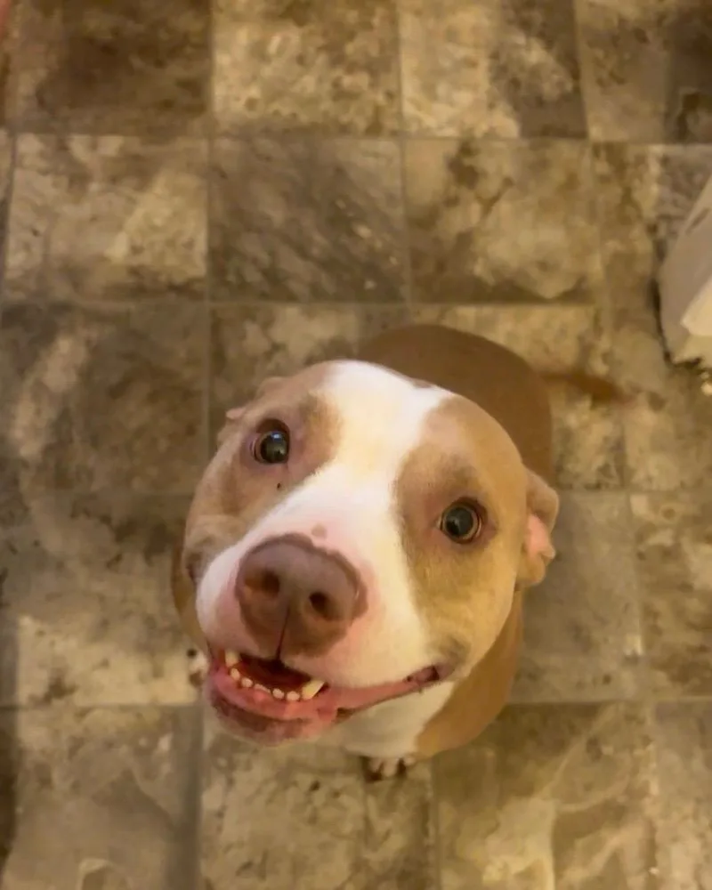 An adult medium-sized female Red / Chestnut / Orange American Staffordshire Terrier dog named Kona for adoption in Latham, NY