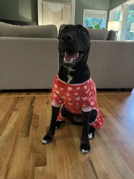 An adult medium-sized female Pit Bull Terrier dog named Pumpkin Pie for adoption in Troutdale, OR