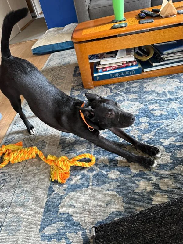 Pumpkin Pie thumbnail 3