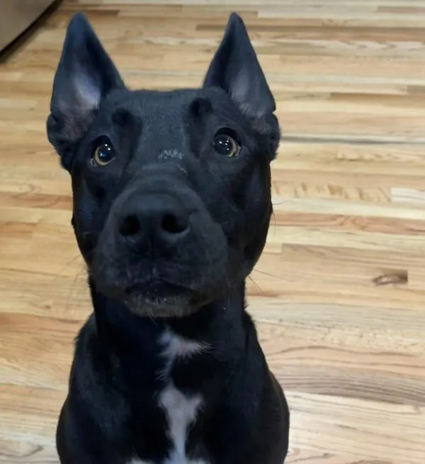 Pumpkin Pie thumbnail 4