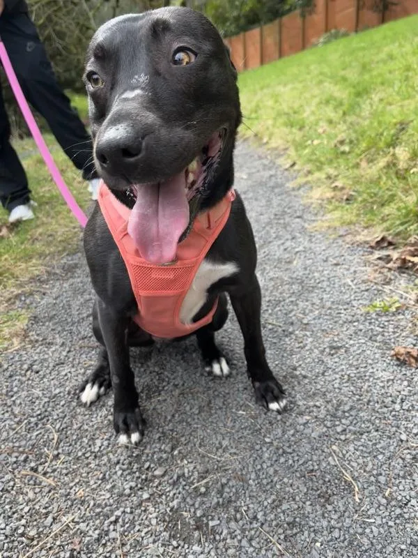 Pumpkin Pie thumbnail 5