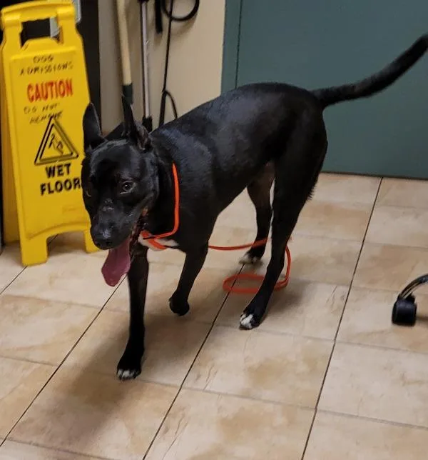 Pumpkin Pie thumbnail 6