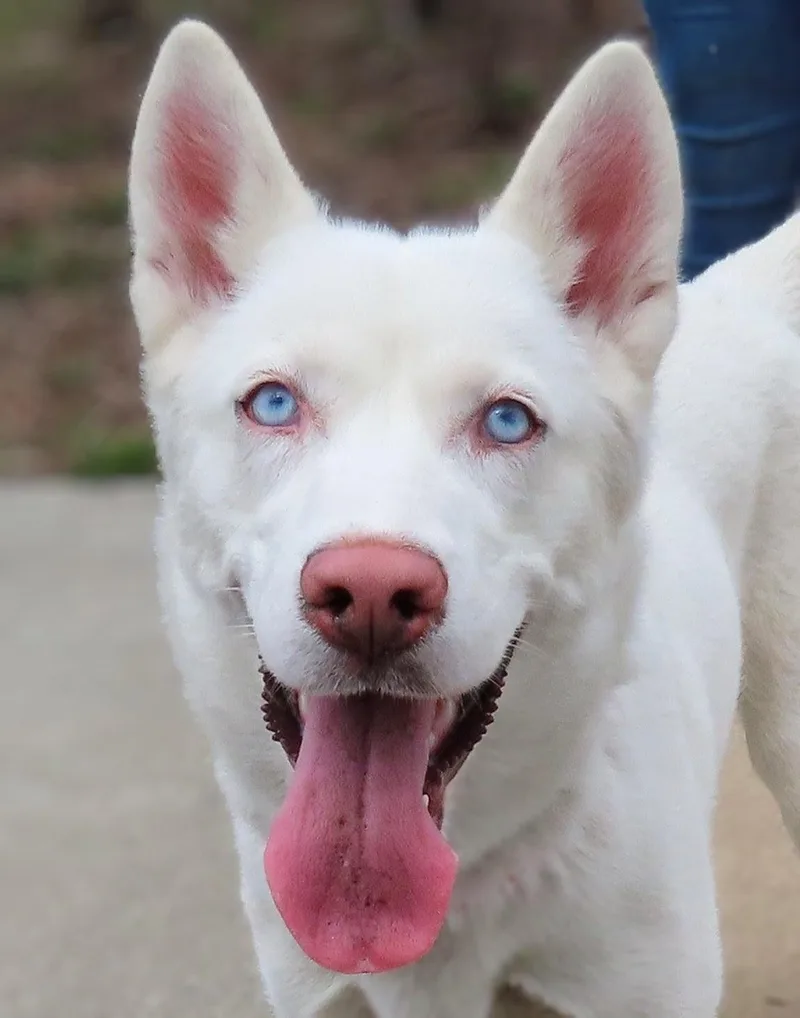 An adult medium-sized female White / Cream Siberian Husky dog named Diamond for adoption in Amityville, NY