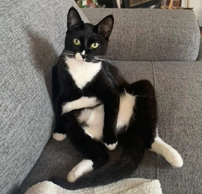 An adult medium-sized female Black & White / Tuxedo Tuxedo cat named SASSY Offered for adoption in Hillsboro, OR