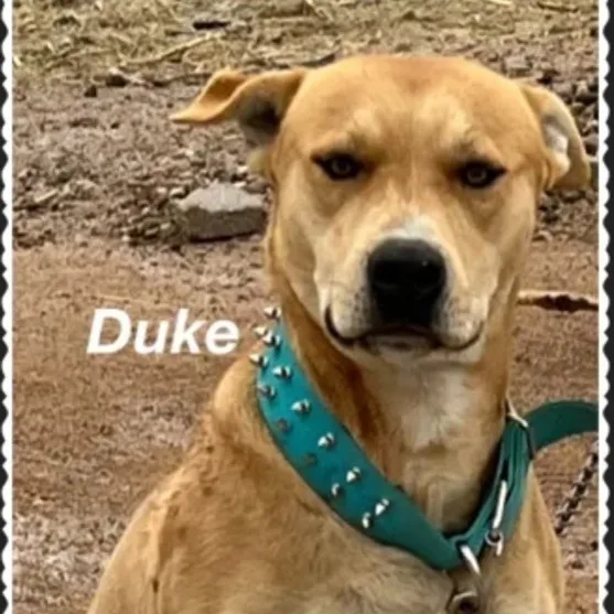 An adult medium-sized male Golden Retriever dog named Duke for adoption in Canyon, TX