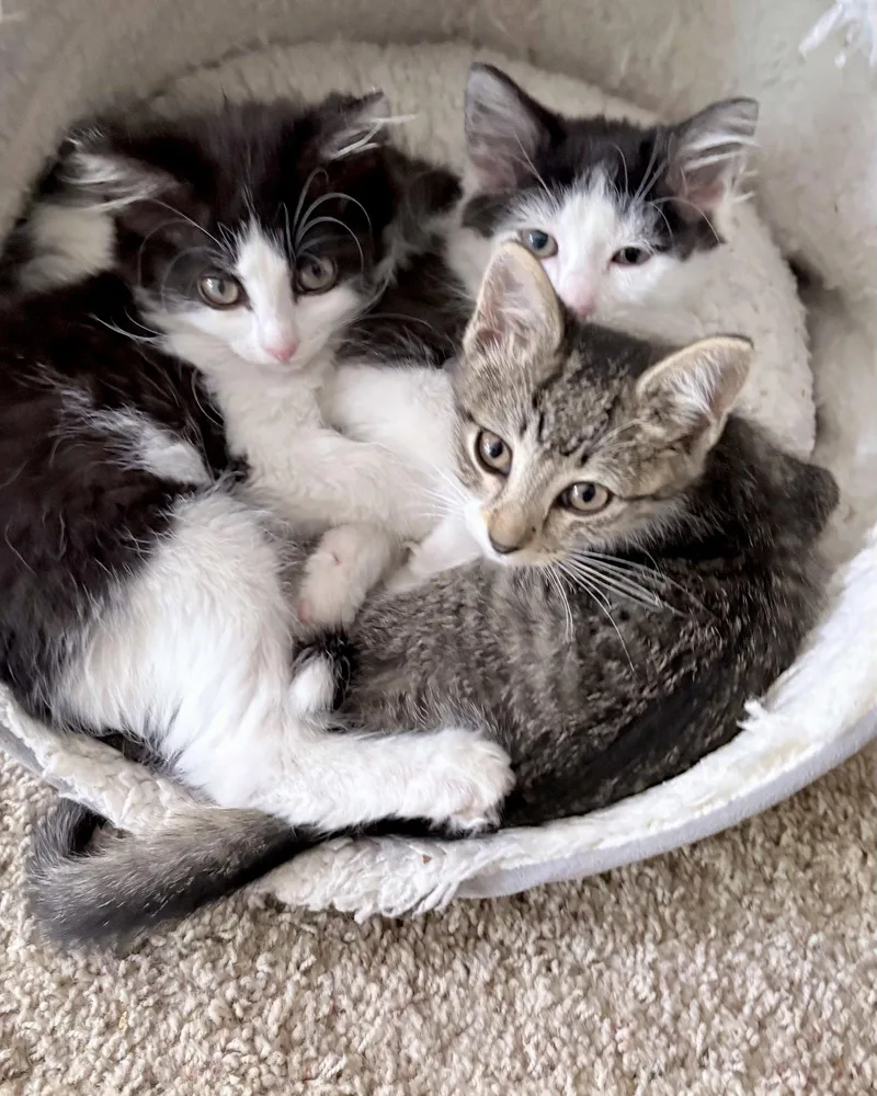 A young small-sized female Tabby cat named Sandy Cheeks for adoption in Forest Lake, MN