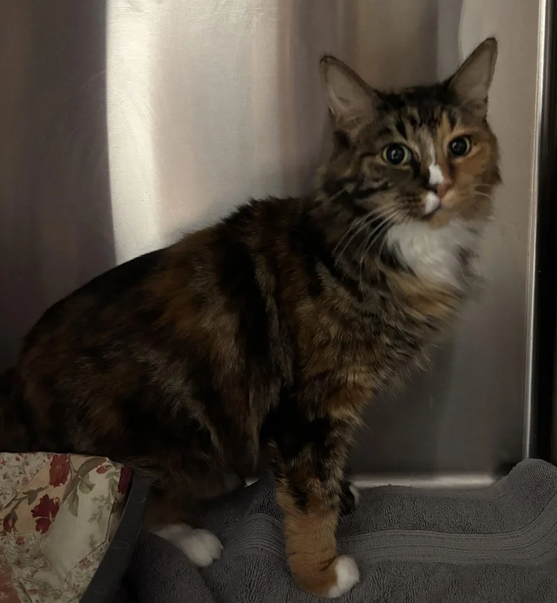 An adult medium-sized female Orange & White Calico cat named Rosey for adoption in Vacaville, CA