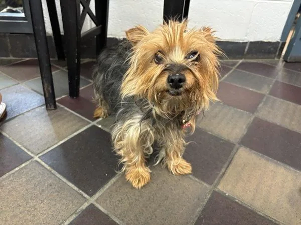 A senior small-sized female Mixed Breed dog named Muffin for adoption in New York, NY