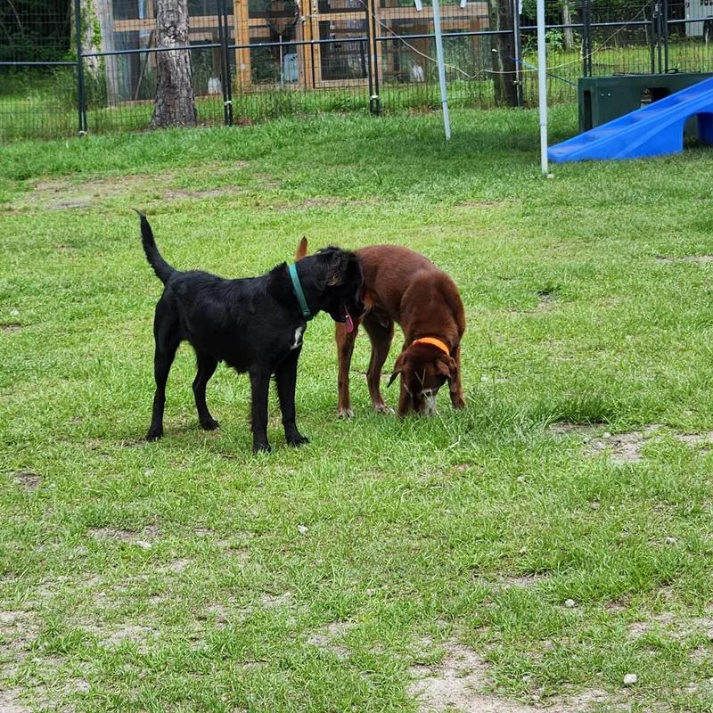 A senior medium-sized male Irish Setter dog named Kiwi for adoption in Bethlehem, PA