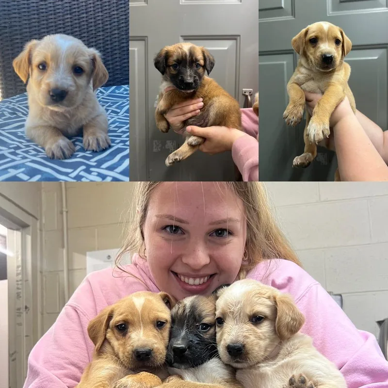 A baby medium-sized female Retriever dog named Melon for adoption in Murray, KY