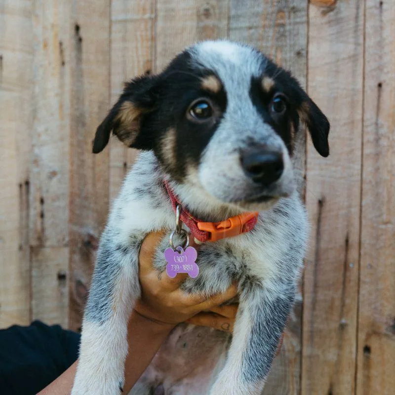 A baby medium-sized female Australian Cattle Dog / Blue Heeler dog named Paddle for adoption in Jackson, WY
