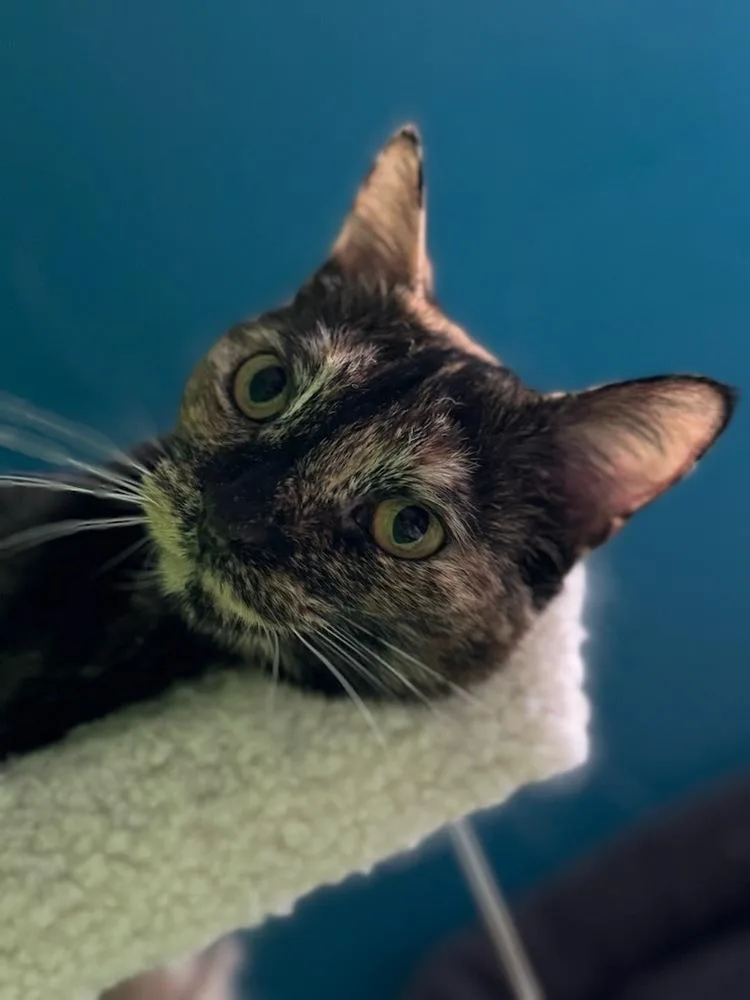 Tallahassee thumbnail 2