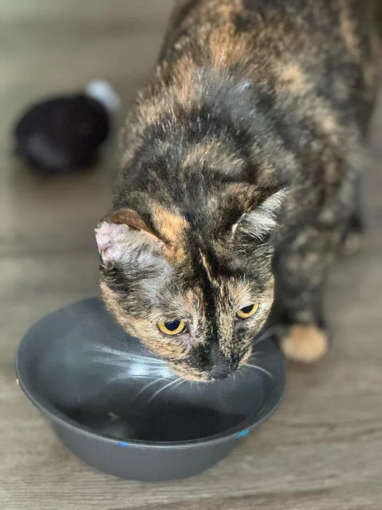 Tallahassee thumbnail 3