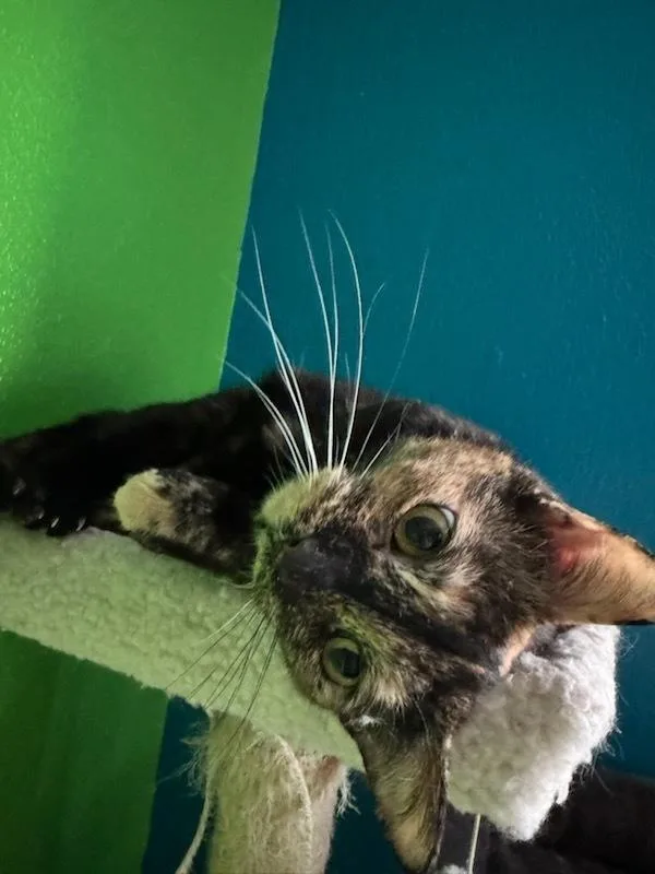 Tallahassee thumbnail 4