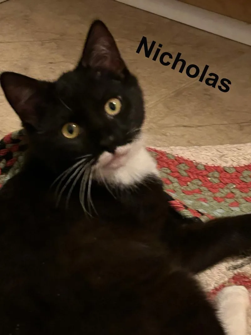 Nicholas And Nefertiti Fuh. thumbnail 2