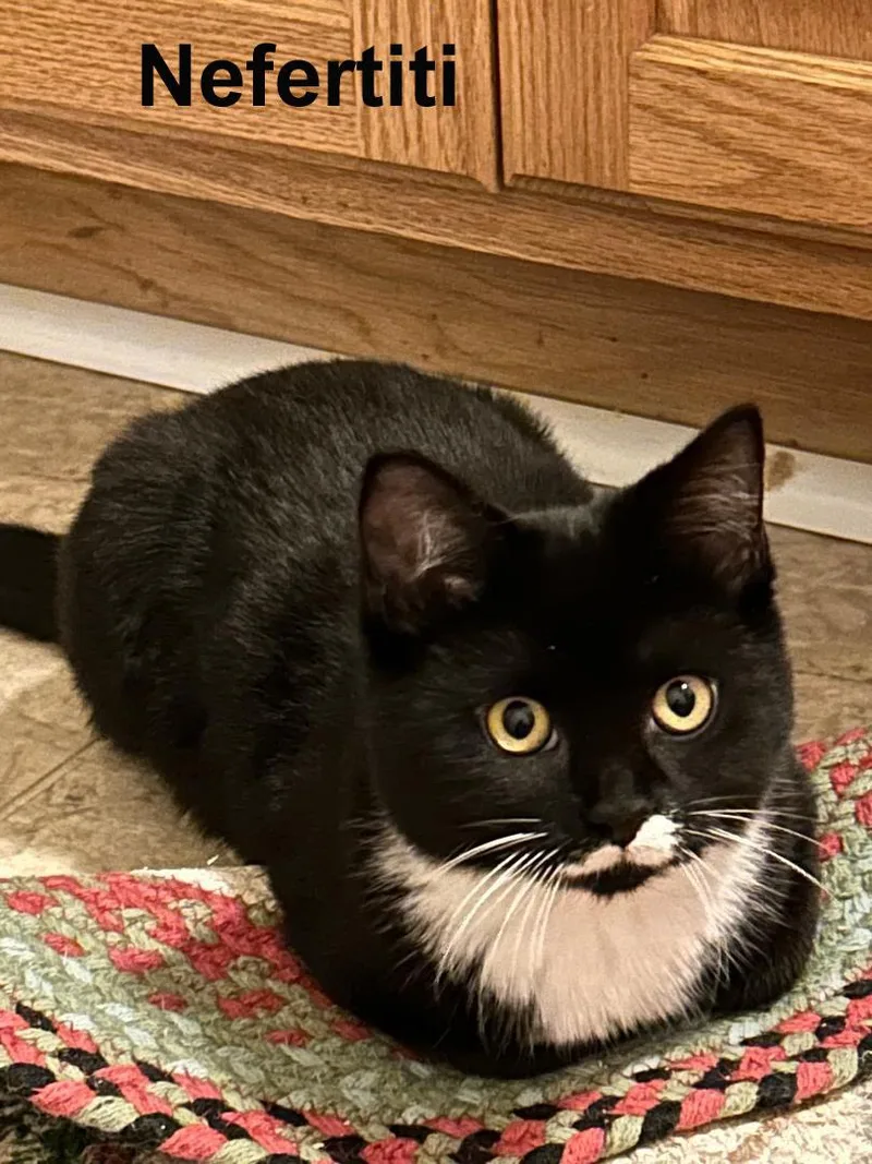 Nicholas And Nefertiti Fuh. thumbnail 3