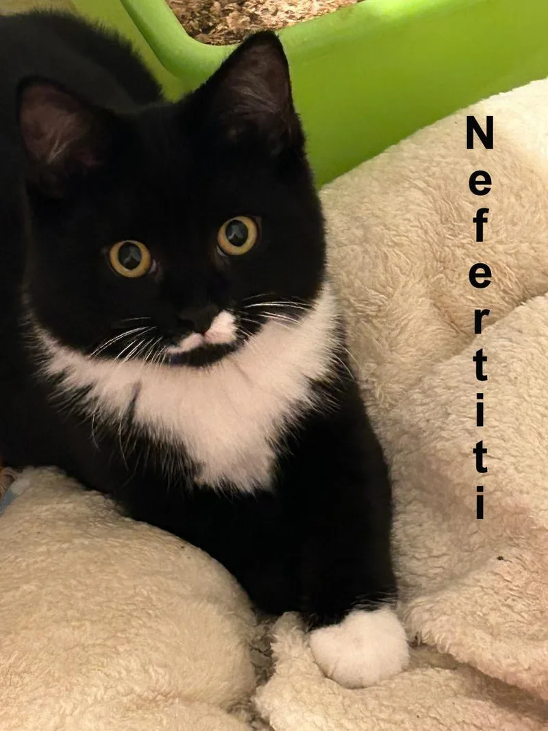 Nicholas And Nefertiti Fuh. thumbnail 4