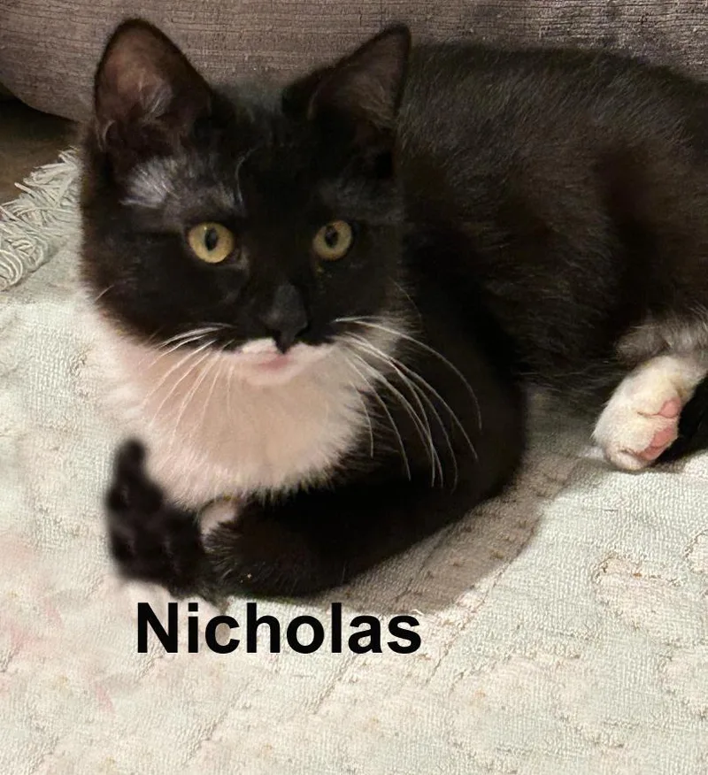 Nicholas And Nefertiti Fuh. thumbnail 5