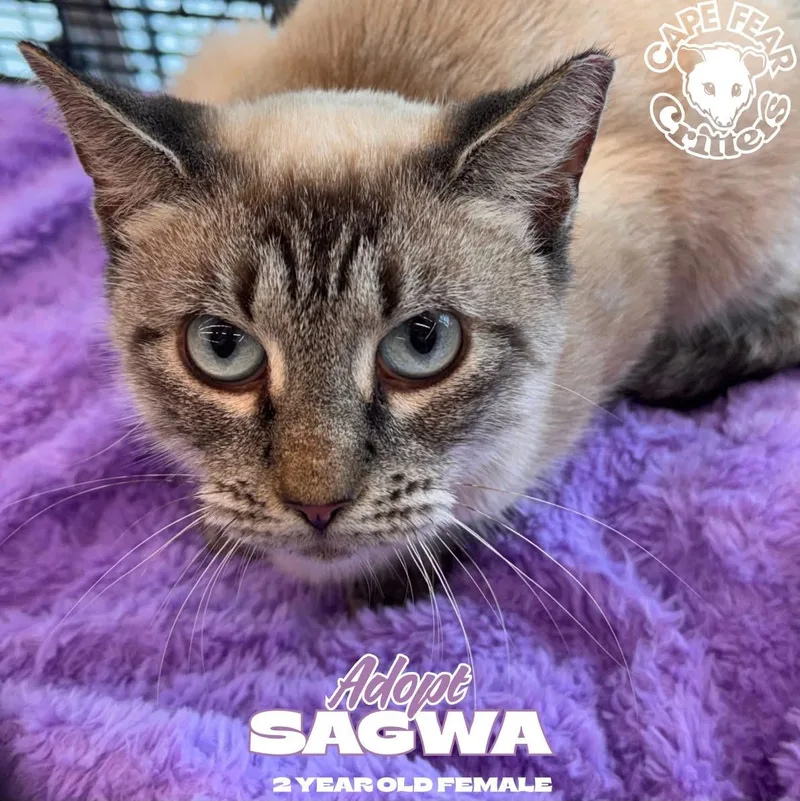 A young medium-sized female Siamese cat named Sagwa for adoption in Wilmington, NC