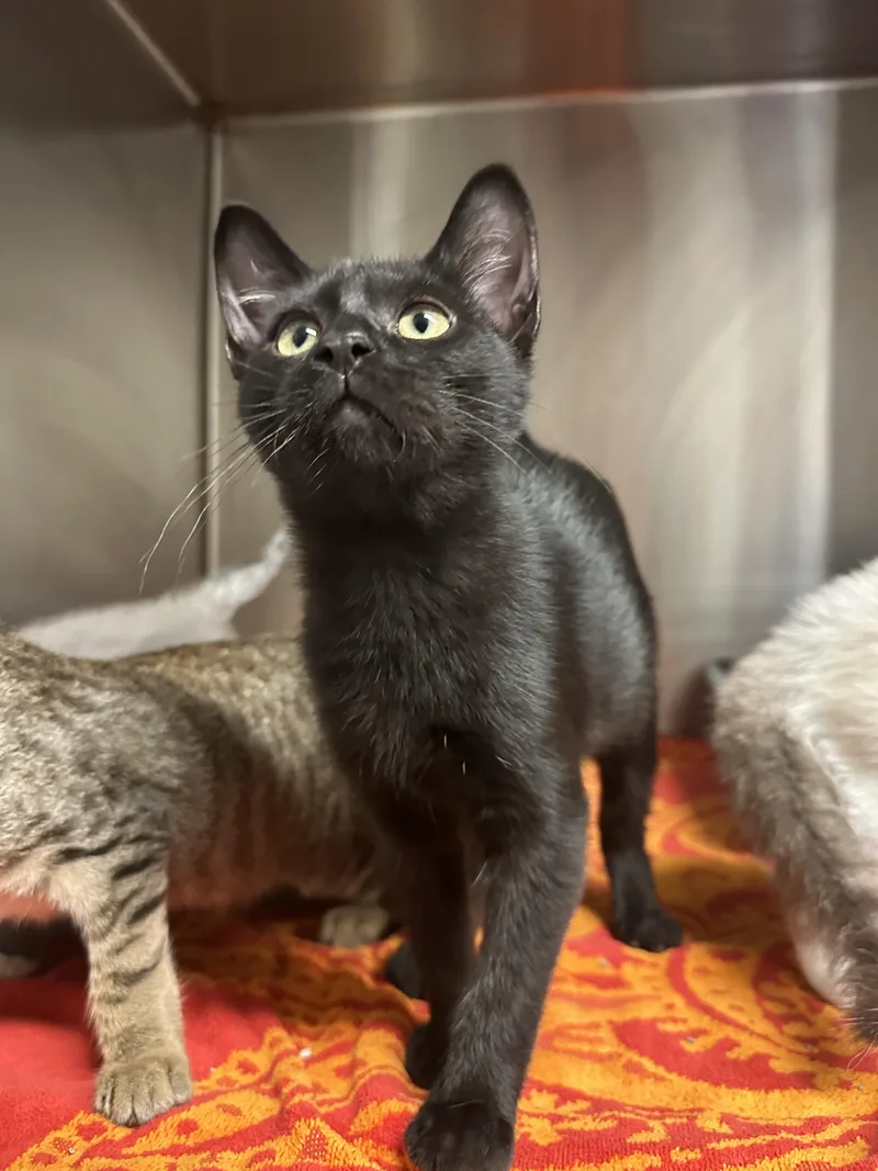 A baby small-sized male Domestic Short Hair cat named Hubert Cumberdale for adoption in Grand Rapids, MI