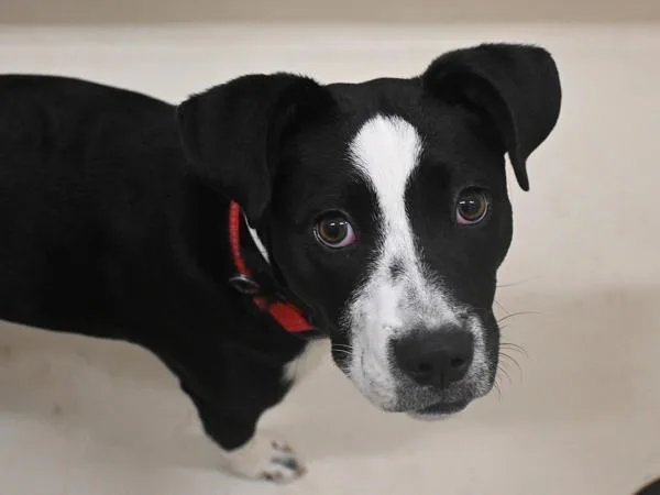 A young small-sized female Border Collie dog named Breni for adoption in Portland, OR