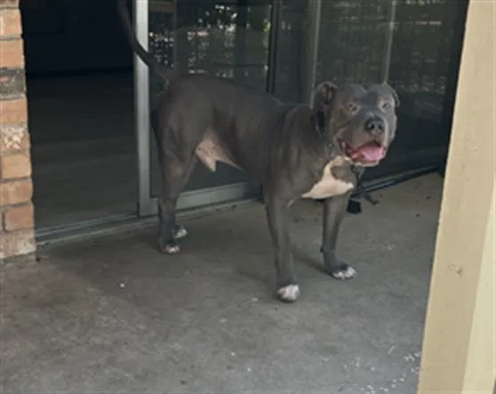 An adult large-sized male Mixed Breed dog named King for adoption in Dallas, TX