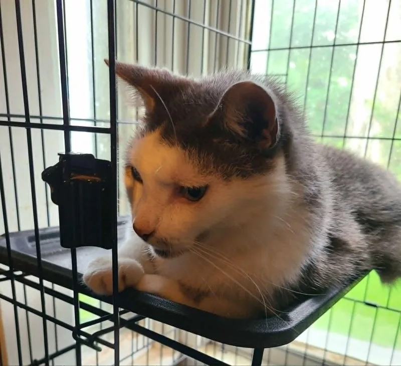 A senior large-sized male Gray & White Domestic Medium Hair cat named Hopper for adoption in Waynetown, IN