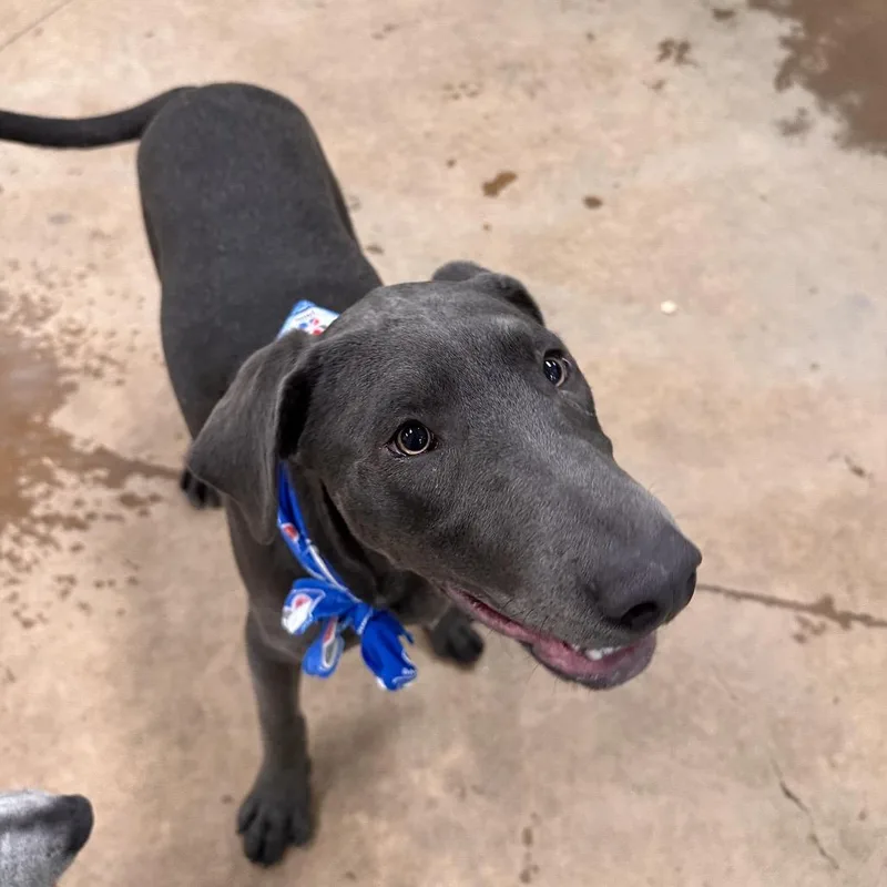 A baby medium-sized male Gray / Blue / Silver Mixed Breed dog named Lightning for adoption in Spokane, WA