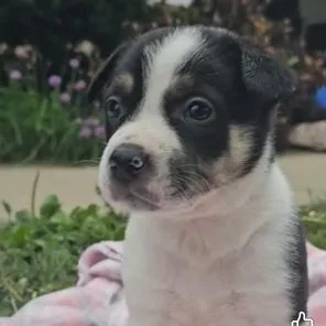 Maggie