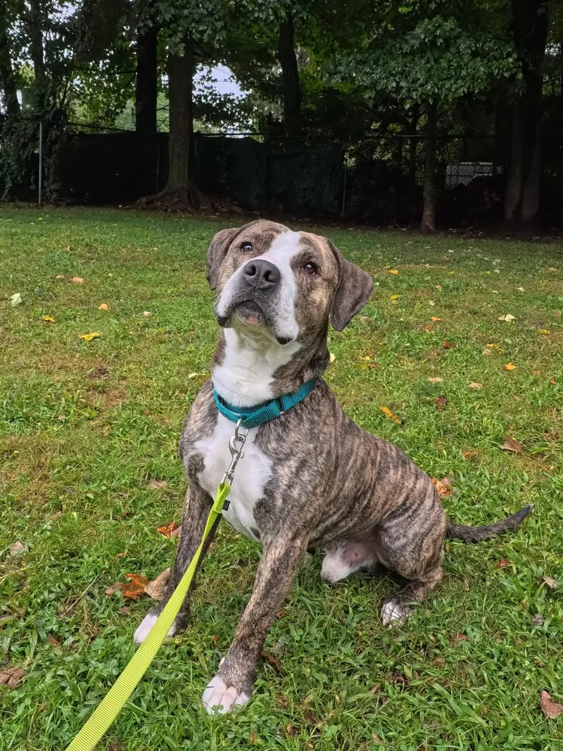 An adult large-sized male Pit Bull Terrier dog named Yoshi for adoption in Terryville, CT
