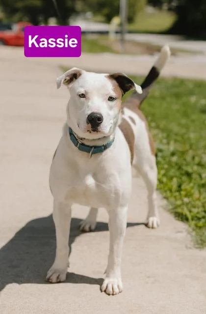 An adult medium-sized female Staffordshire Bull Terrier dog named Kassie for adoption in Clinton, MO
