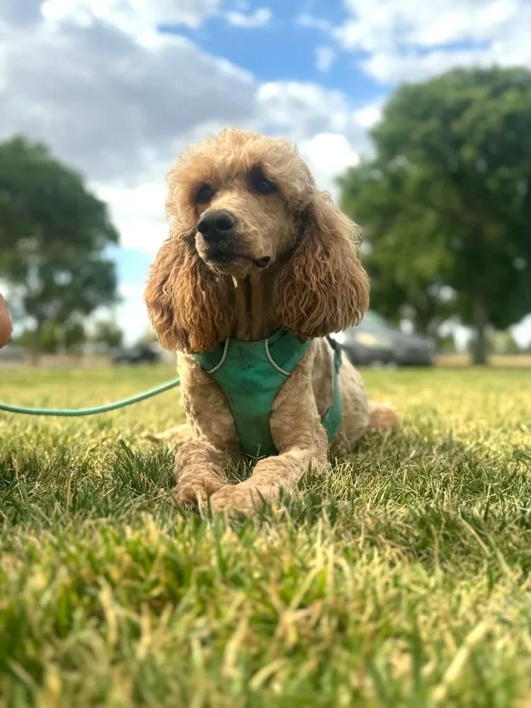 Daphne