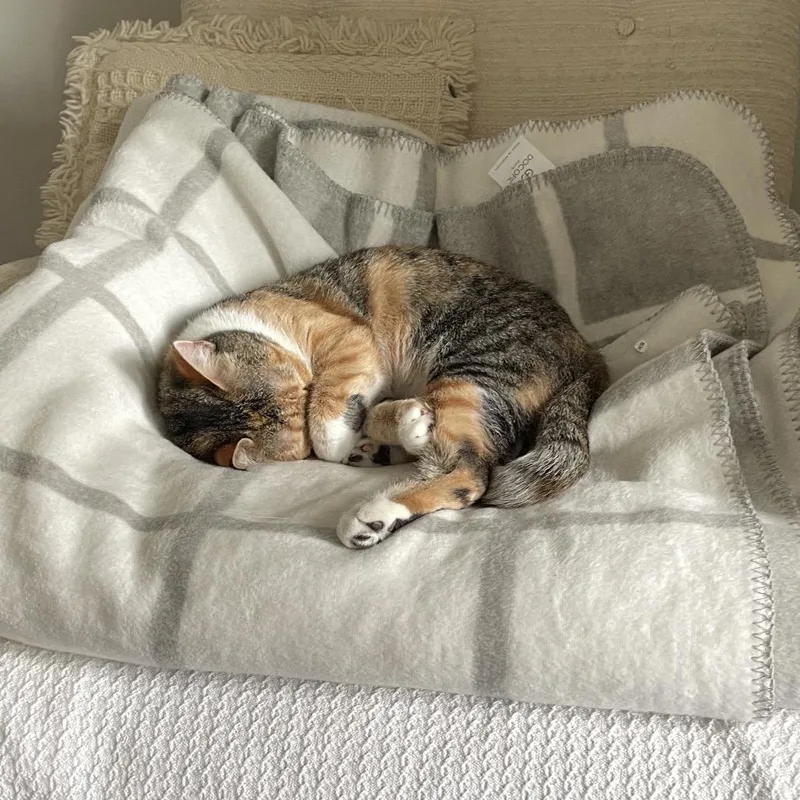 An adult small-sized female Calico Domestic Short Hair cat named Phoebe for adoption in Durham, NC